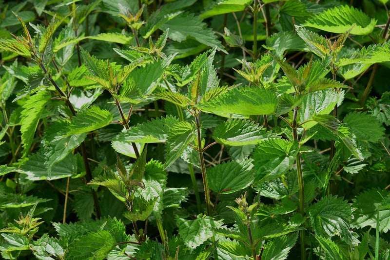 Herb Favors